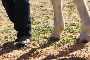 Formation au leadership facilitée par le cheval