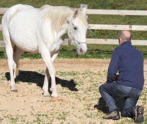 Cheval, miroir de soi